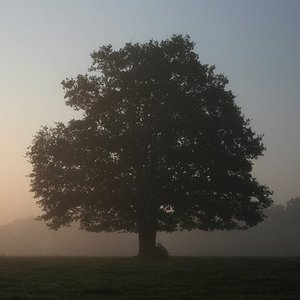 Baum im Nebel und im Gegenlicht