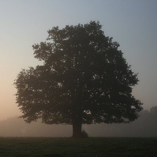 Baum im Nebel und im Gegenlicht