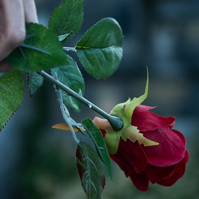 Mensch in schwarzer Kleidung auf einem Friedhof mit roter Rose in der Hand
