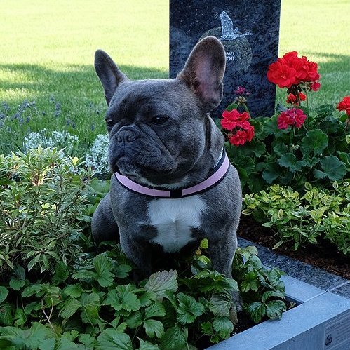 Grauer Hund sitzt auf einer Urnengrabstelle vor einem Grabmal