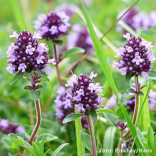 Lilane, blühende Blumen in einer Wiese